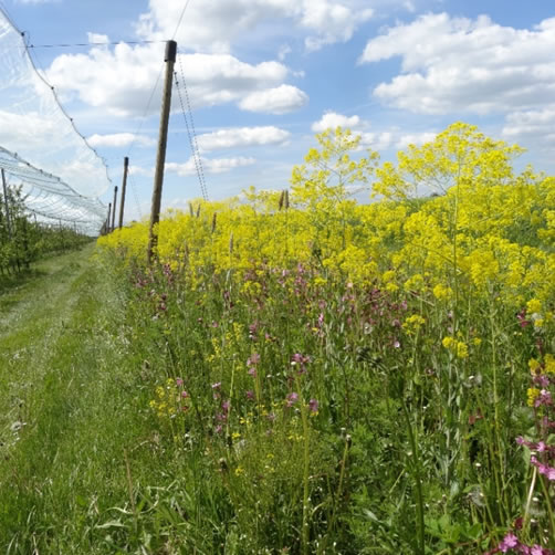 Hochstaudensaum am Anlagenrand