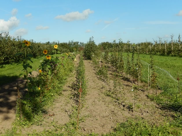 Zuchtgarten auf einem Betrieb