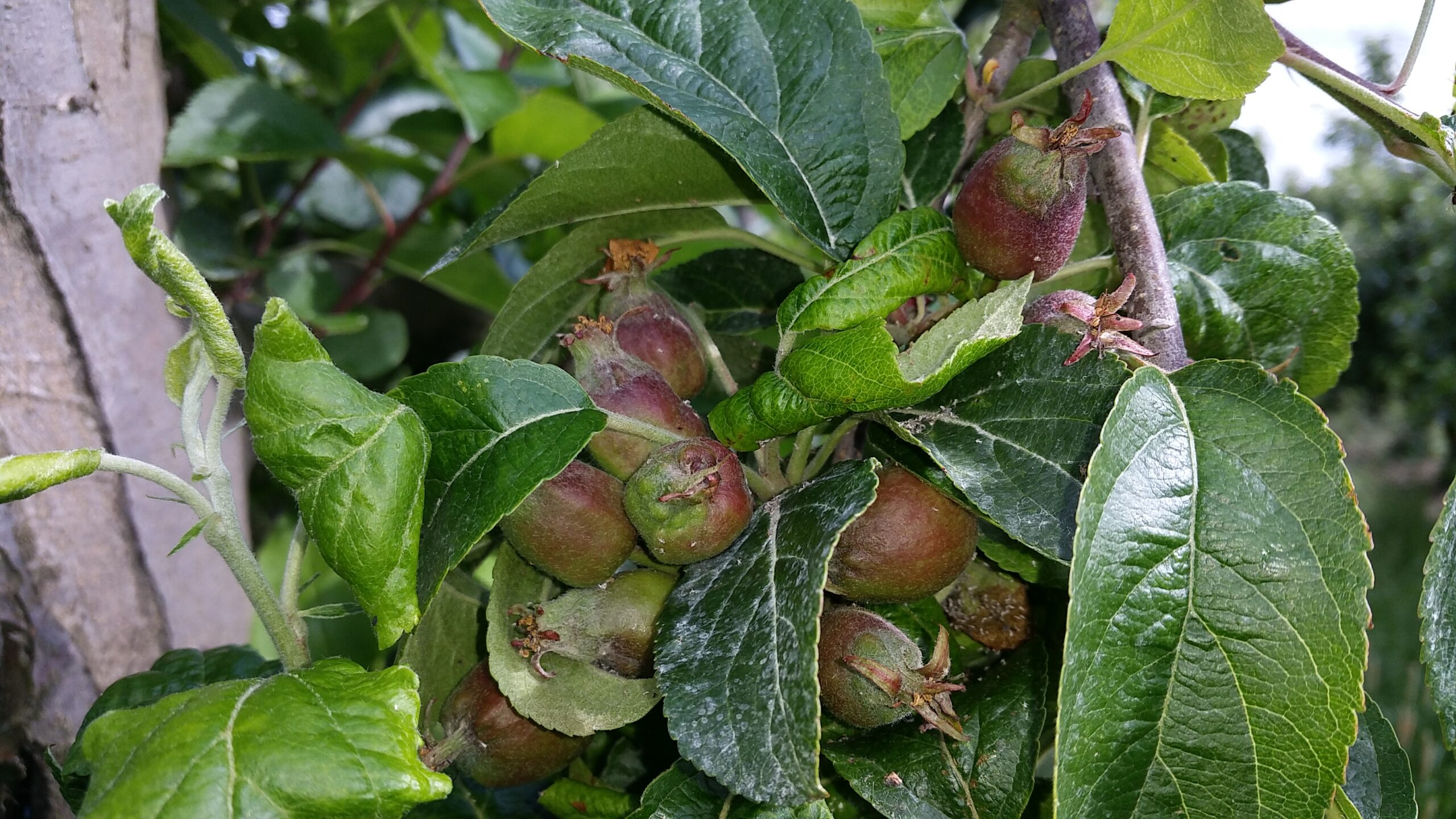 Mehlige Apfelblattlaus - Schaden an der Frucht (C. Seifried)