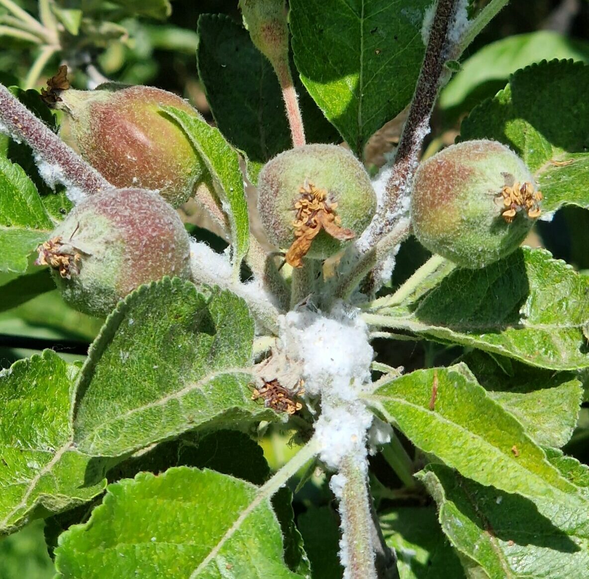 Blutlausbefall am Apfel (Fotos N. Oeser)