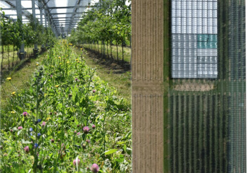 Agri-PV Versuchsanlage mit Blühstreifen (links, Foto J. Zimmer) und PV-Versuchsanlage am KOB Bavendorf (rechts, Foto S. Buchleither)