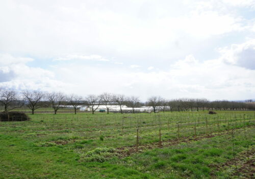 Anlage mit Sortenmischung, LVWO Weinsberg (Foto C. König)