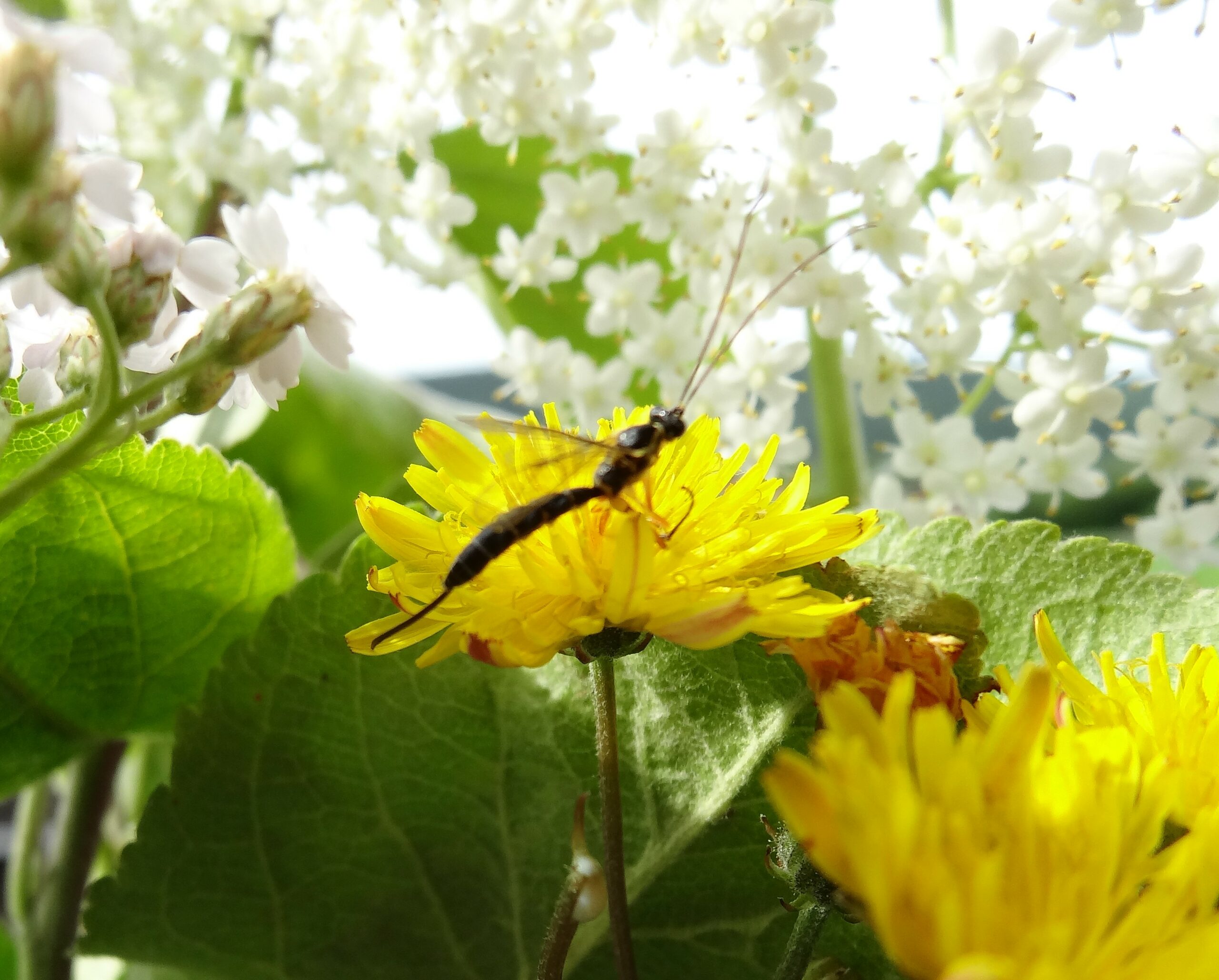 Parasitoid Teleutaea striata (Foto J. Kienzle)