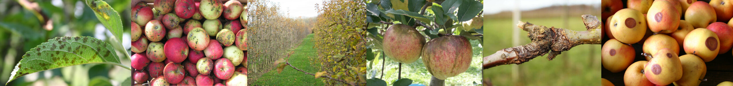 Pilzkrankheiten im Öko-Obstbau, von links nach rechts: Blattschorf, Fruchtschorf, Anlage mit Marssonina-Befall, Früchte mit Regenflecken (Fotos S. Buchleither), Krebsinfektion am Holz (Foto K. Pampus), Gloeosporiumfäule an Früchten (Foto J. Zimmer)