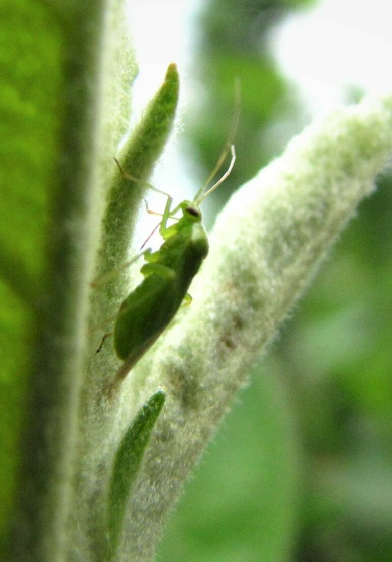 Grüne Futterwanze am Blatt (Foto D. Mohr)