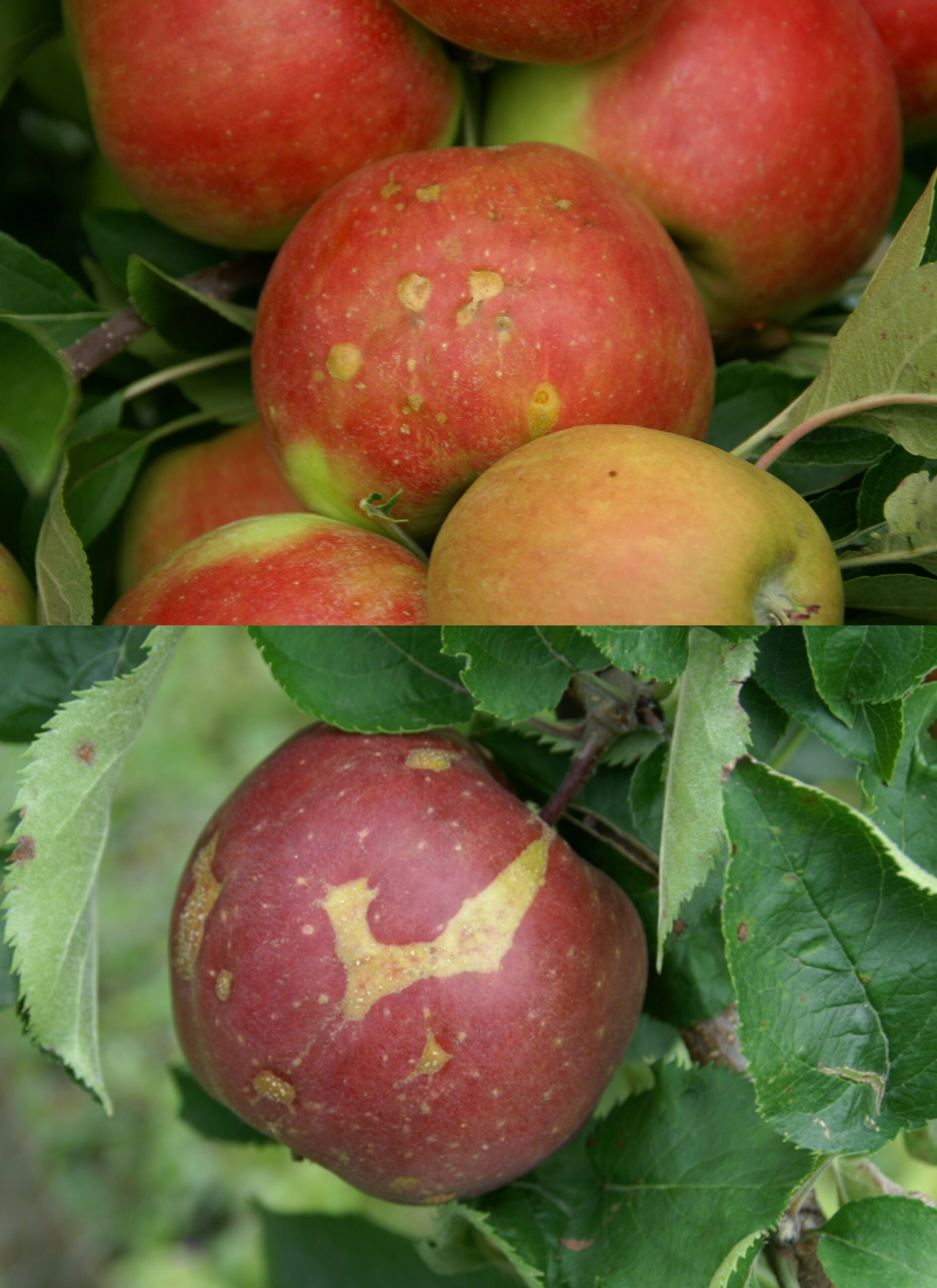 Wanzenschäden am Apfel (Fotos D. Köpcke)