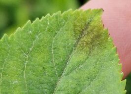 Primärschorfinfektion am Blatt durch Ascosporen im Frühjahr (Foto N. Oeser)