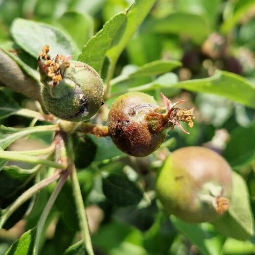 Apfelsägewespenbefall an Früchten (Foto N. Oeser)