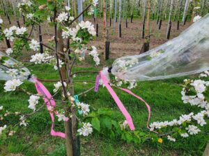 Sortenzüchtung: Handbestäubungen am Apfel (Foto N. Oeser)